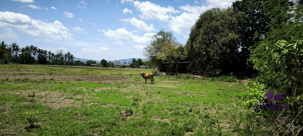 优质大面积土地出售 | 清迈府清道县（Chiang Dao）  位于清迈最具发展潜力和自然风光的地区之一，是投资与开发的绝佳机会。